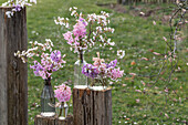 Hyazinthen und Kirschblüte in Vasen 