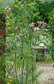 Fenchel (Foeniculum vulgare)