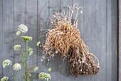 Dried air garlic and wild carrot