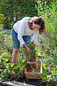Frau erntet Rote Bete 'Tondo di Chioggia' 