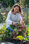 Frau erntet Rote Bete 'Tondo di Chioggia' 
