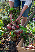 Frau erntet Rote Bete 'Tondo di Chioggia' 