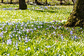 Frühlingswiese mit blühenden Sternhyazinthen (Chionodoxa) und moosbedeckten Bäumen