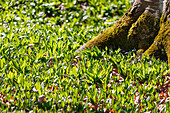Wild garlic (Allium ursinum) in a forest clearing with a mossy tree in the sunlight