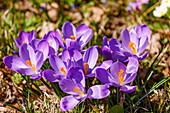 Elfen-Krokusse (Crocus tommasinianus) auf Frühlingswiese