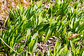 Wild garlic (Allium ursinum) in a sunny forest clearing with moss