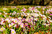 Bunte Primeln (Primula) auf Frühlingswiese im Sonnenschein