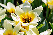 Tulip (Tulipa fosteriana 'Concerto') in full bloom