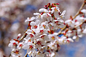 Slit-leaf cherry (Prunus incisa) in full bloom in spring light