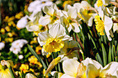 Schalen-Narzissen (Narcissus 'Ice Follies') in Frühlingsblüte