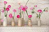 Weißer Kaminsims mit Steingutvasen mit Ranunkeln (Ranunculus)