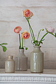 Ranunkeln (Ranunculus) in Steingutflaschen auf weißem Kamin