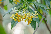Gelbe Blüten des Australischen Frangipani (Hymenosporum flavum) im Garten