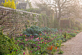 Frühlingsblumenbeet mit Tulpen und Artischocken neben Steinmauer im Nebel