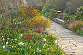 Steinweg im Frühlingsgarten mit Narzissen und Tulpen in Sussex