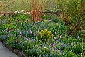 Frühlingsgarten mit Vergissmeinnicht und Tulpen am Wegesrand
