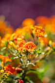 Orange Blüten im Gartenfestival in Sizilien, vor lila Hintergrund