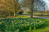 Narzissen (Narcissus) entlang der Hauptauffahrt im Frühjahr in Thenford Gardens