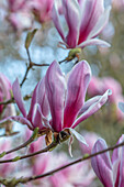 Tulpen-Magnolie (Magnolia × soulangeana) im Frühlingsgarten