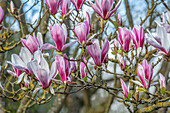 Tulpen-Magnolie (Magnolia × soulangeana) im Frühlingsgarten