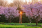 Blühende Kirschbäume (Prunus 'Accolade') und goldene Säulen-Skulptur im Frühlingsgarten