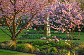 Blühende Zierkirschen (Prunus 'Accolade') im Frühlingsgarten mit goldener Säule