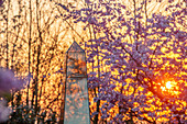 Blühende Kirschbäume (Prunus 'Accolade') bei Sonnenuntergang im Garten