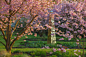 Blühende Zierkirschen (Prunus 'Accolade') im Frühlingsgarten mit Skulptur