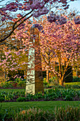 Blühende Kirsche (Prunus 'Accolade') im Garten mit Skulptur im Abendlicht