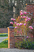 Magnolie (Magnolia 'Star Wars') vor Backsteinmauer im Frühlingsgarten