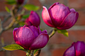 Magnolie (Magnolia 'Black Tulip') im Frühlingslicht