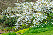 Weiße Blüten der Kirsche (Prunus Shirotae) im Frühlingsgarten mit Wolfsmilch (Euphorbia) und Narzissen