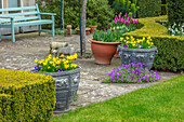Üppiger Frühlingsgarten mit Narzissen (Narcissus cyclamineus 'Tête à Tête') und Stiefmütterchen in Bleikübeln