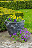 Bleikübel mit Narzissen (Narcissus cyclamineus 'Tête à Tête') und blauen Stiefmütterchen im Garten