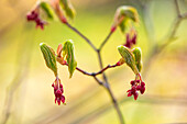 Austreibende Blätter des japanischen Ahorns (Acer japonicum 'Aconitifolium') im Frühling