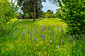 Frühlingswiese mit Hahnenfuß, Leichtlins Prärielilie (Camassia leichtlinii) und Zierlauch (Allium) im Park