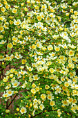 Gelbe Blüten der Rose (Rosa xanthina f. hugonis) im Garten