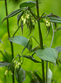 Feenglöckchen (Disporum cantoniense 'Green Giant') in Nahaufnahme im Frühlingsgarten