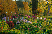 Frühlingsbeet mit Zierlauch (Allium 'Purple Sensation') und Leichtlins Prärielilie (Camassia leichtlinii 'Electra') in Oxfordshire Garten