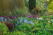 Frühlingsbeet mit Zierlauch (Allium 'Purple Sensation') und Leichtlins Prärielilie (Camassia leichtlinii 'Electra') in Oxfordshire