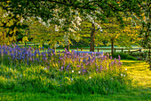 Leichtlins Prärielilie (Camassia leichtlinii) und Zierapfelbaum (Malus transitoria) im Frühlingsgarten