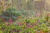 Frühlingshafter Garten mit Tulpen und Wilder Artischocke (Cynara) vor Natursteinmauer im Nebel