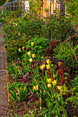 Gelbe und schwarze Tulpen (Tulipa) im Küchengarten im Frühling