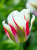 Tulpe (Tulipa 'Flaming Spring Green') mit roten und weißen Blütenblättern