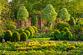Pergola im Frühlingsgarten mit gelben Zahnlilien (Erythronium) und Buchsbaumkugeln
