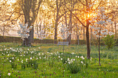 Blühende Frühlingswiese mit Kirschblüten und Narzissen bei Sonnenaufgang