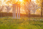 Frühlingswiese mit blühenden Kirschbäumen und Narzissen im Sonnenaufgang