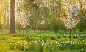 Blühende Kirschbäume (Prunus) und Narzissen im Frühlingslicht