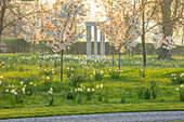 Kirschblüten (Prunus "Fragrant Cloud") und Narzissen im Frühlingsgarten bei Sonnenaufgang