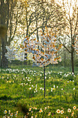 Blühende Kirschbäume (Prunus) und Narzissen im Frühlingsmorgenlicht